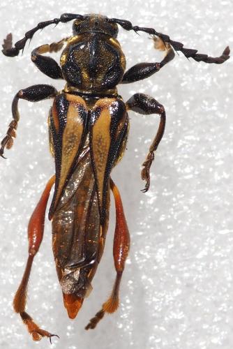 Réf. 243 178 : Acyphoderes abdominalis